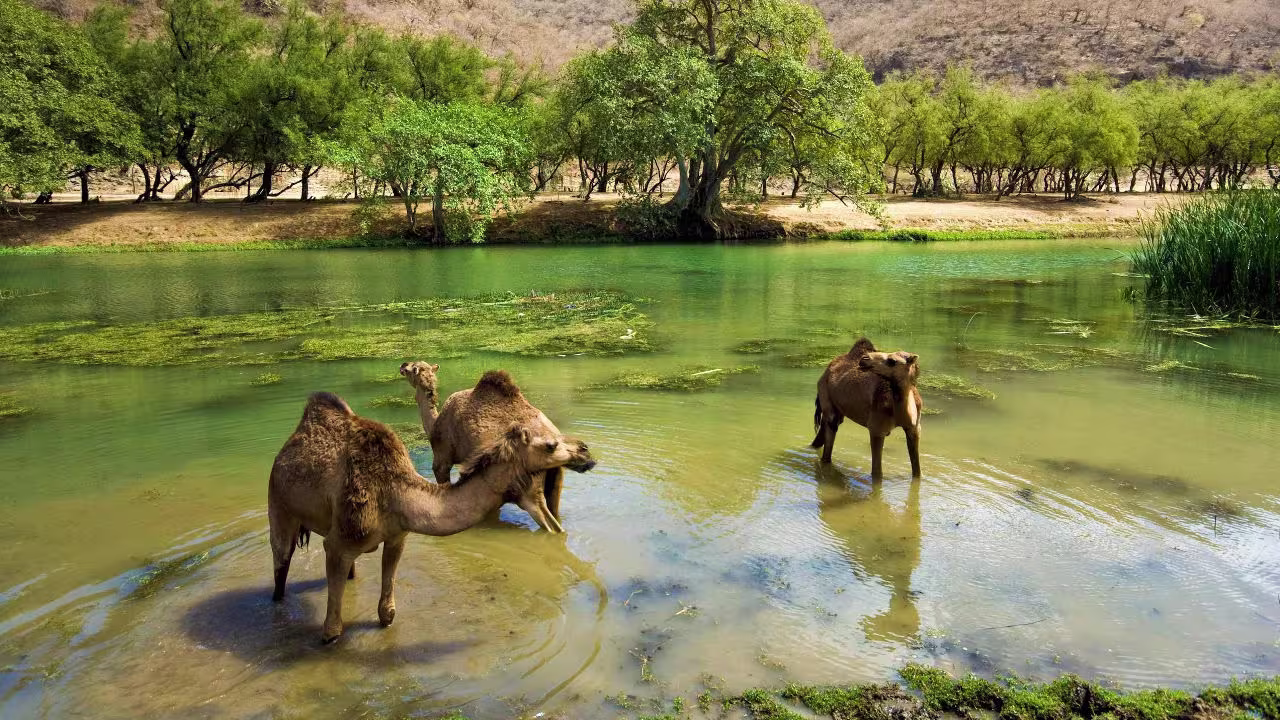 صلاصه عمان سفرو ایرا
