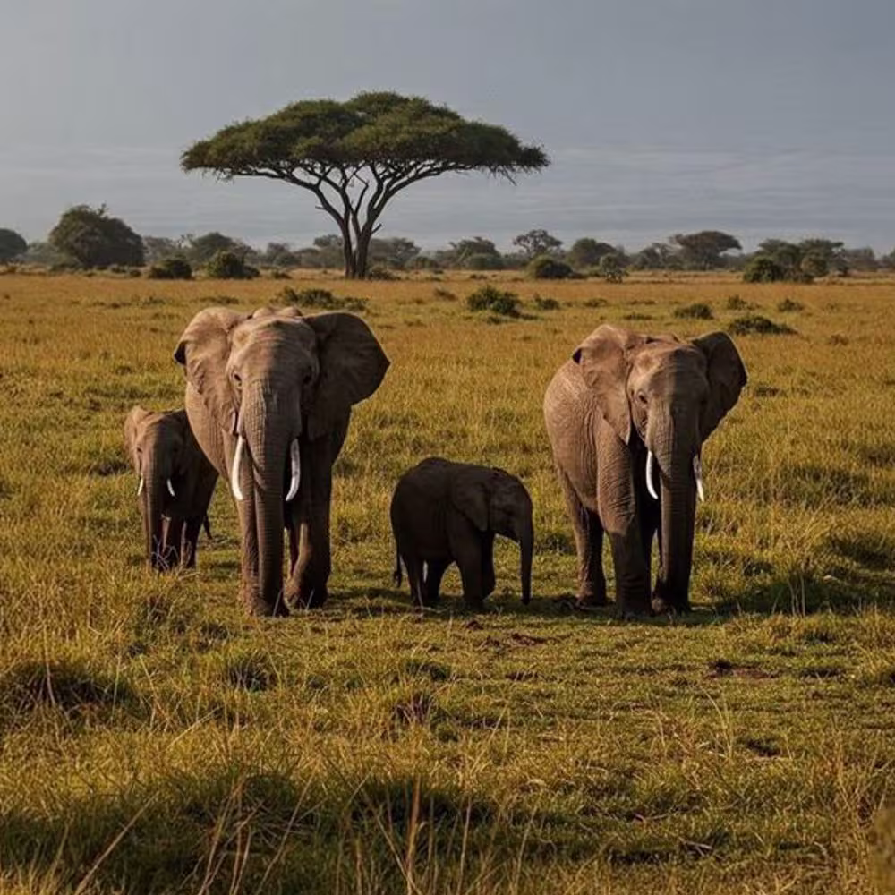 تور آفریقا: کنیا سفر به حیات وحش 6شب و 7روز✈️ هتل پنج ستاره ⭐⭐⭐⭐⭐ (بهمن)#8123