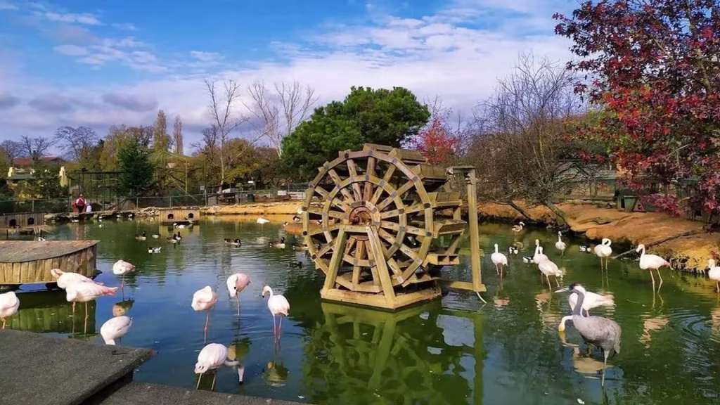 پولونه زکوی استانبول. Imresizer (2)#3643