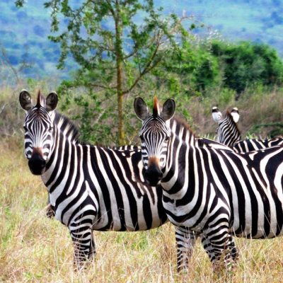 تور آفریقا سفرو ایرانیان 8 (2) (2) (2) (2) (2) (2) (2) (2) (2) (2) (2) (2) (2) (2) (2) (2) (2) (2) (2) (2) (2) (2) (2) (2) (2) (2) (2)#1840