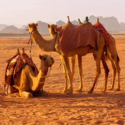 تور دبی سفروایرانیان 1 1 (2) (2) (2) (2) (2) (2) (2) (2) (2) (2) (2) (2) (2) (2) (2) (2) (2) (2) (2) (2) (2) (2) (2) (2) (2) (2) (2)#1649